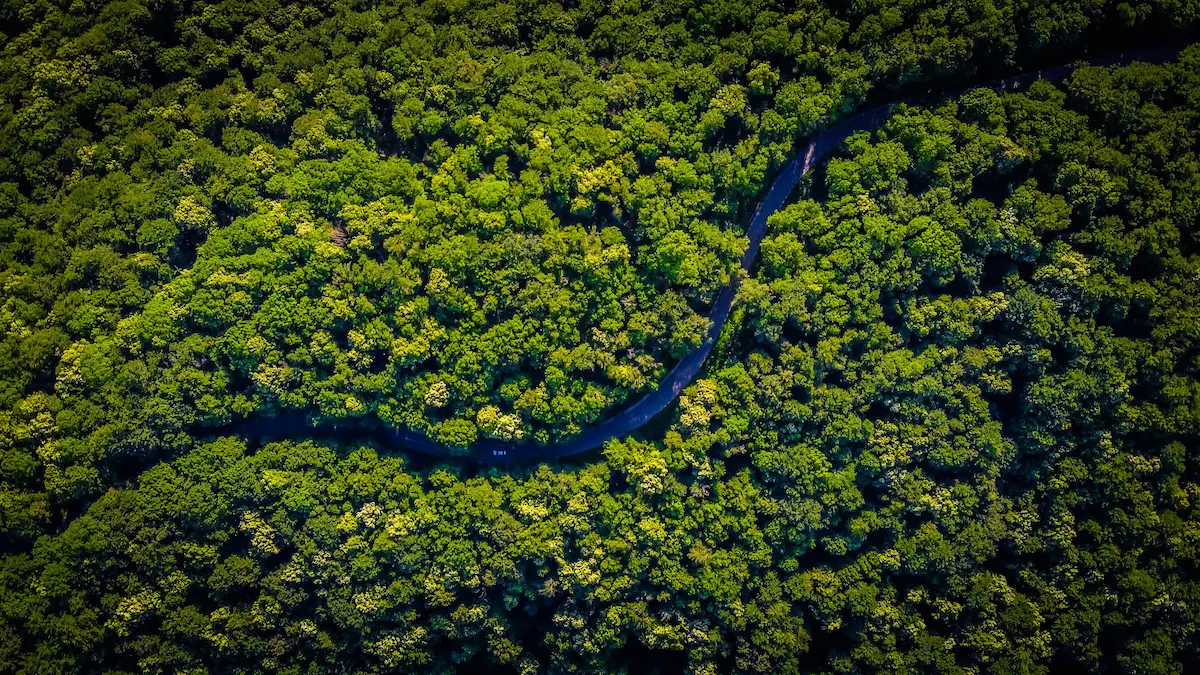 Vista aerea sulla foresta Euclidea creata con le donazioni assieme a Treedom.